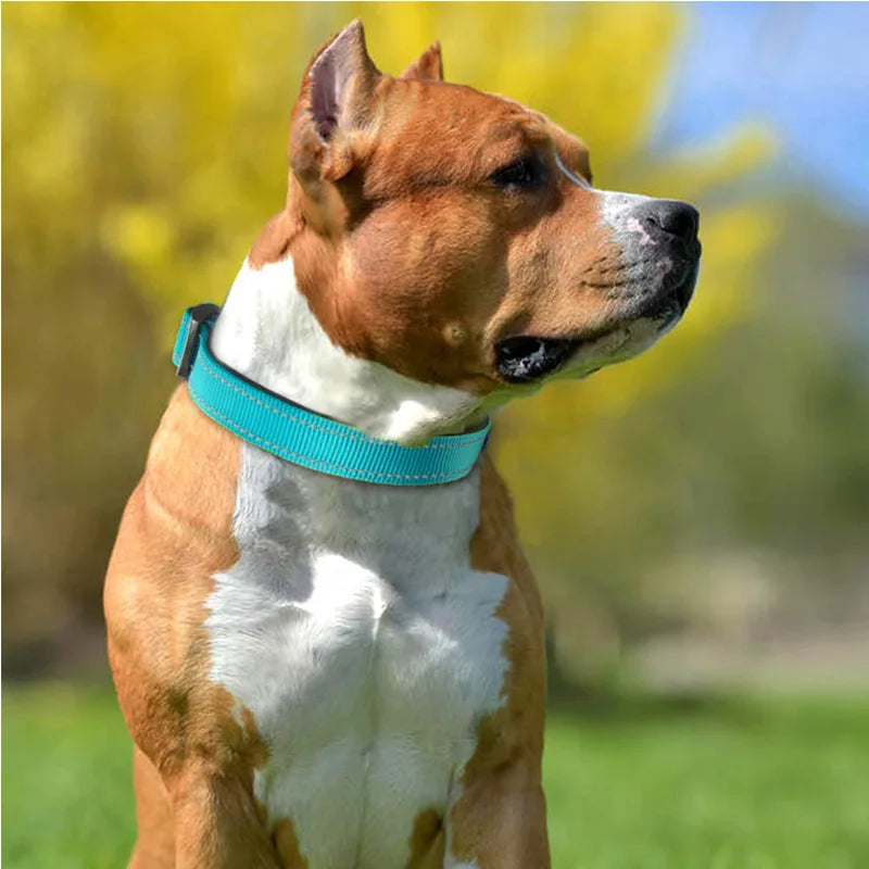 Reflective Padded Dog Collar