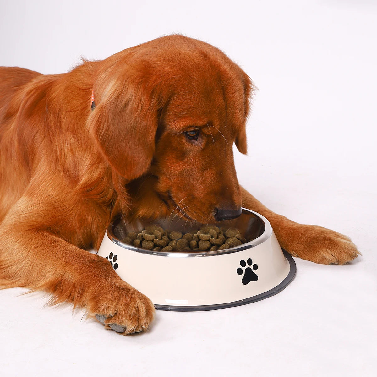 Stainless Steel Pet Feeding Bowl